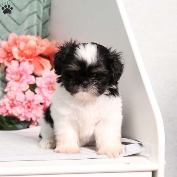 Lil’ Smurf, Shih Tzu Puppy